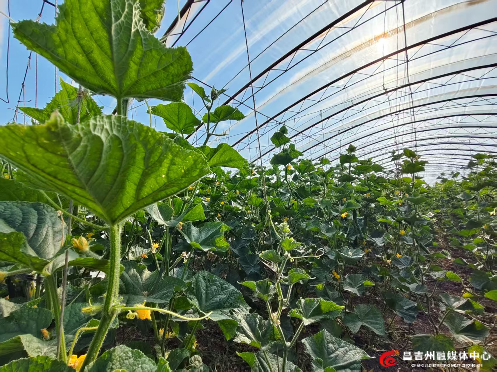 秋延晚蔬菜5.jpg