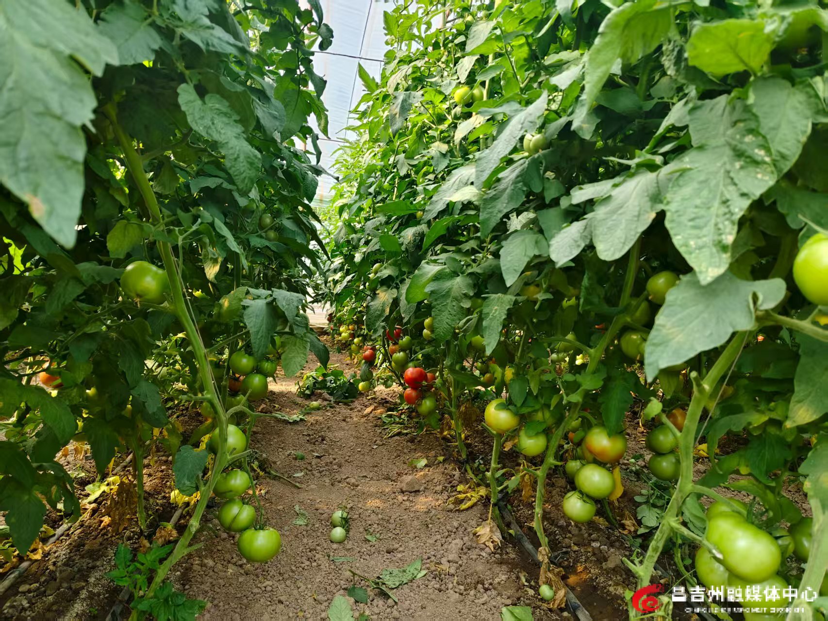 秋延晚蔬菜1.jpg