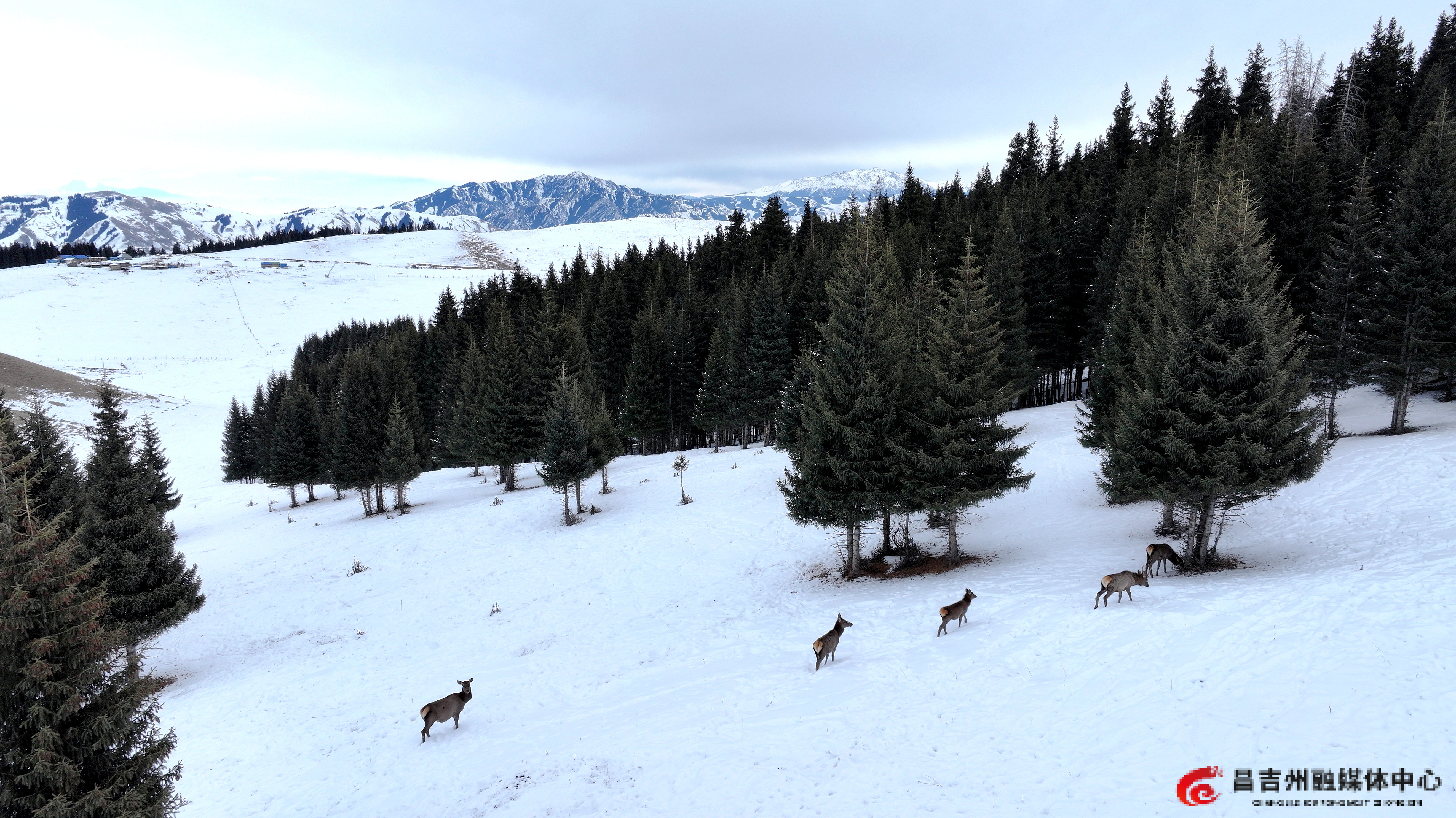 12月24日，昌吉市江布拉提草原，野生天山马鹿走出丛林，在雪中散步觅食。（刘华摄）_副本.jpg