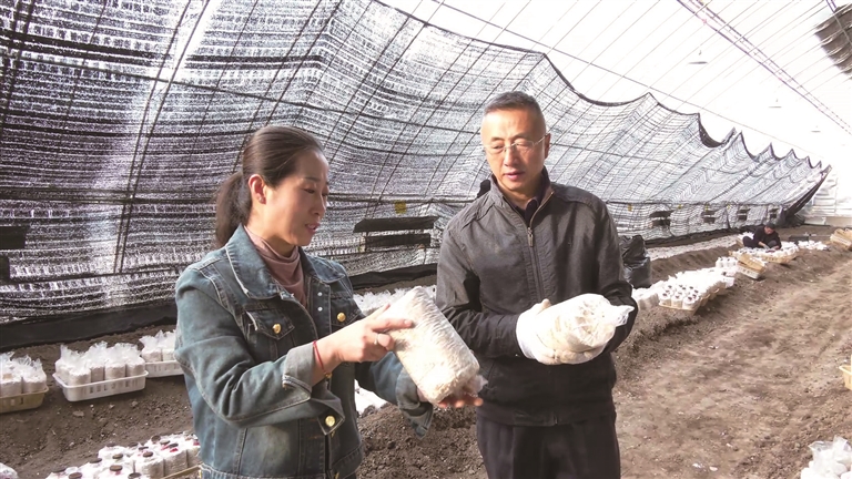 一年四茬！三明打造产业援疆富民先锋“菌”