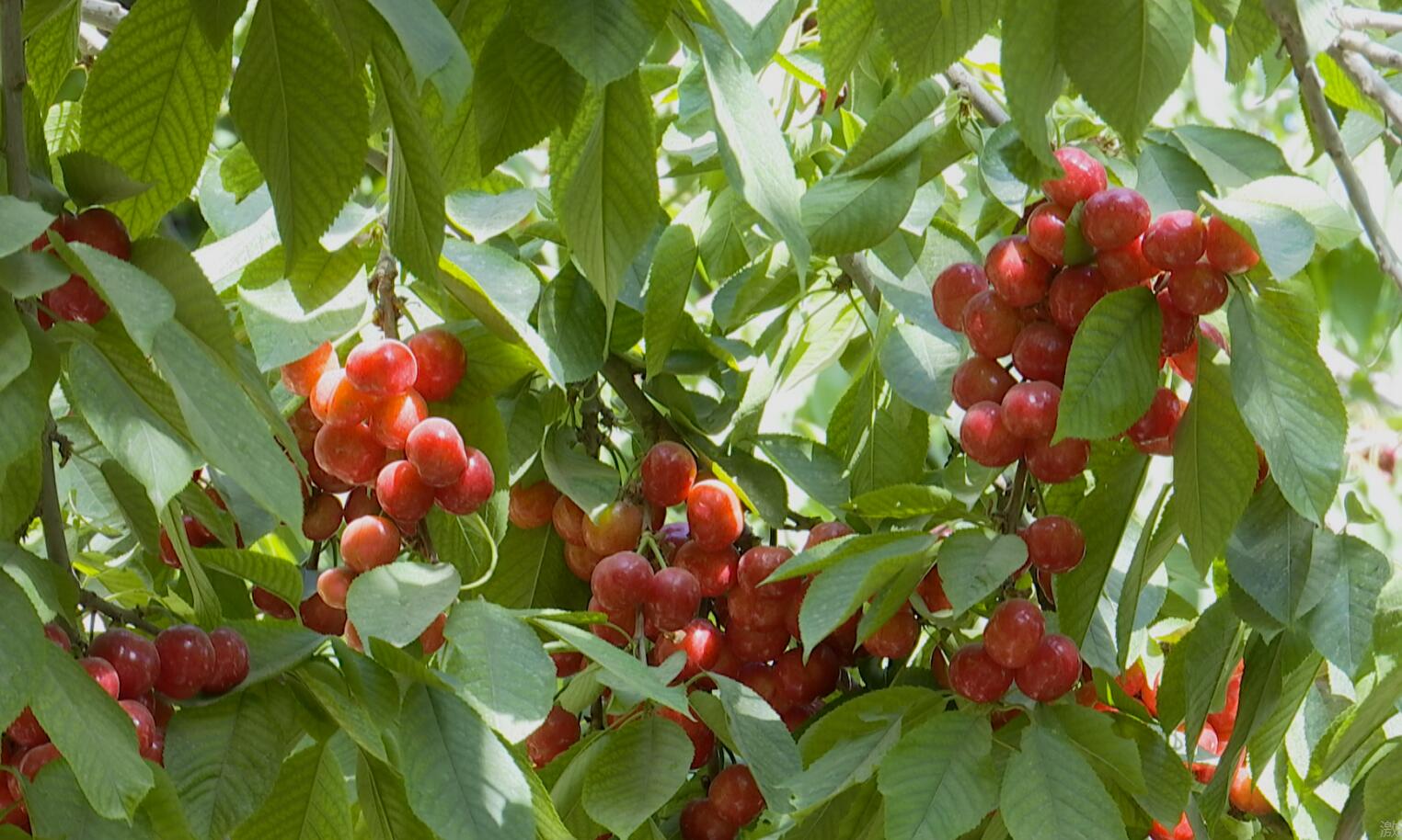 樱桃种植户司马义·吾买尔今年种了2亩樱桃,他预计仅此一项就能收入上