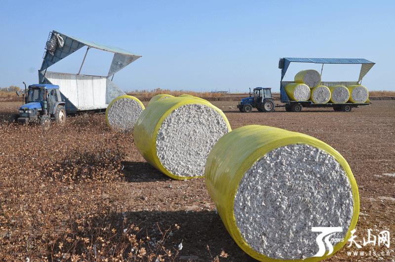 兵团第一师阿拉尔市200余万亩棉花喜获丰收,雪白的棉花,湛蓝的