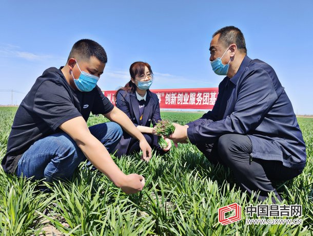 4月21日,州人社局邀请昌吉市农业农村局高级农艺师来到阜康市水磨沟乡