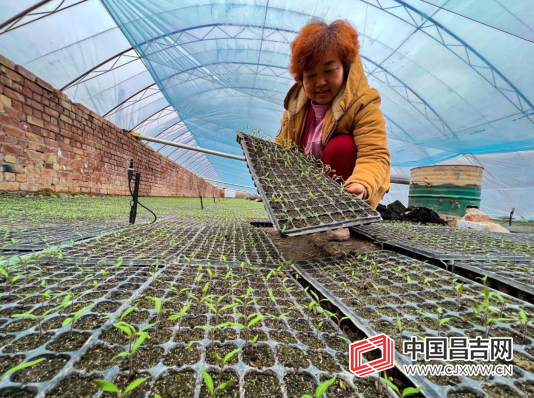 农户们通过育苗,种植蔬菜花卉,种出了致富好"钱"景