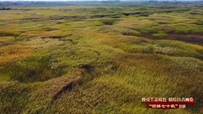 回眸七十载 “擦亮生态底色 描绘昌吉画卷”之三：玛纳斯湿地生态保护见成效